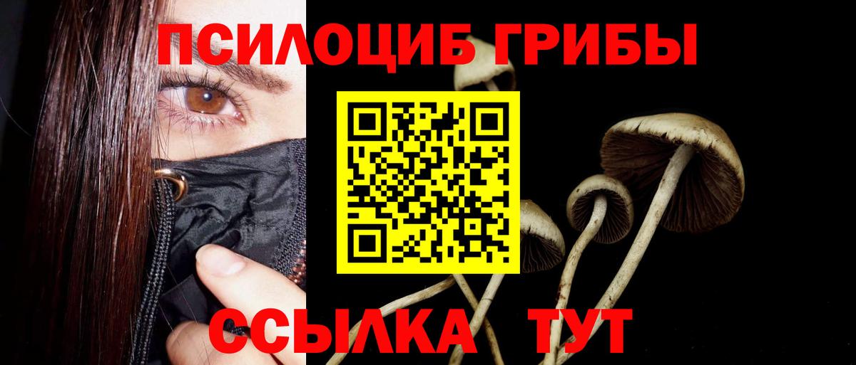 Галлюциногенные грибы Psilocybe Гурьевск